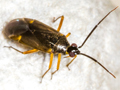 Brachyarthrum limitatum